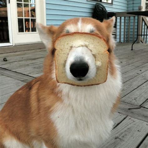 Toast Doggo - YouTube