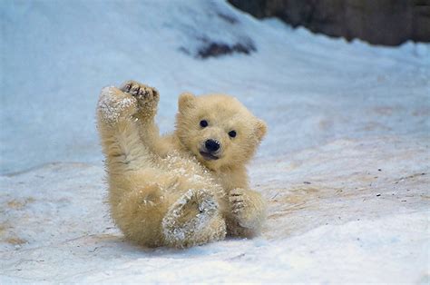 The Cutest Polar Bear In The World