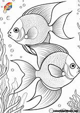 Angelfish Coloring Pages Free Printables sketch template