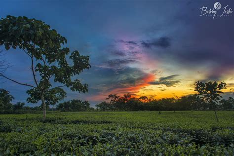 Tea Garden Sunset | Tea garden, Landscape photography, Sunset