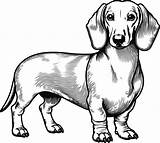 Dachshund dog coloring Pages 50016730 Vector Art At Vecteezy sketch template