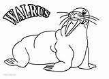 Printable Walrus Coloring Pages For Kids sketch template