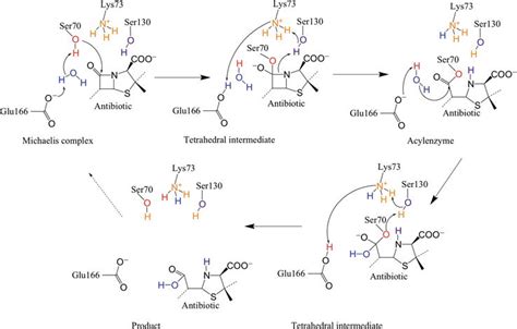 Beta-Lactamases: Computational Studies | SpringerLink