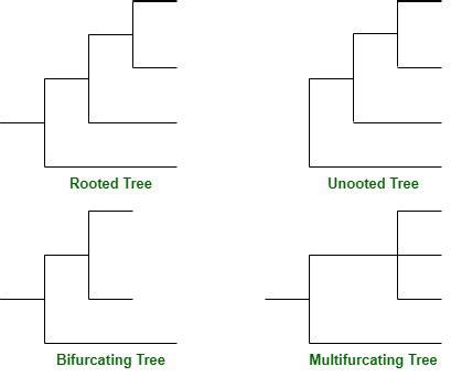 Phylogenetic Tree | Construction and Overview