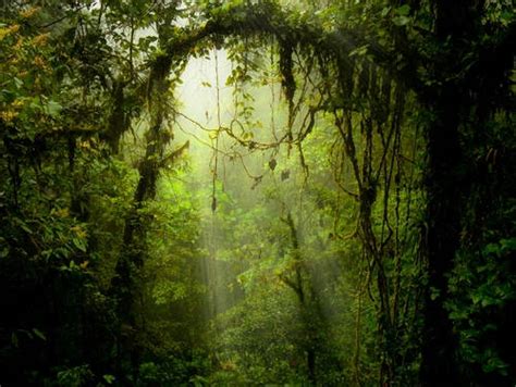 4 Best Costa Rica Cloud Forest Destinations