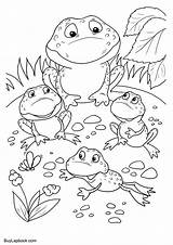 Frog Life Cycle Coloring Worksheets Pages sketch template