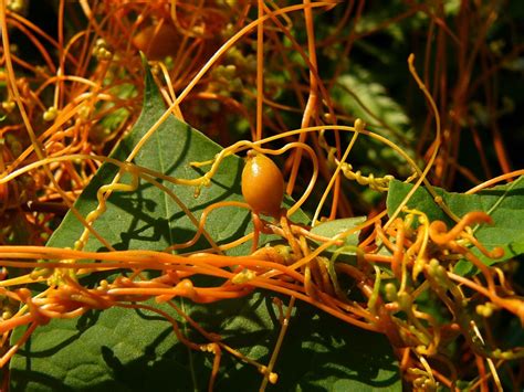 The Parasite That Wires Plants Together - The Atlantic