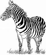 Zebra Coloring Page Printable sketch template