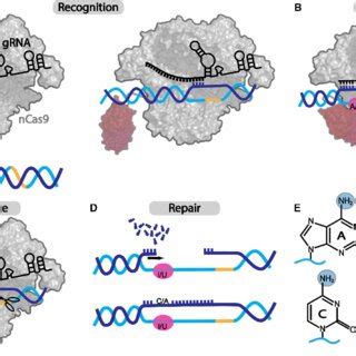 General process of DNA base editing. | Download Scientific Diagram