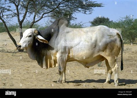 Tharparkar, Indian cattle breed, belongs to the zebus species (Bos ...