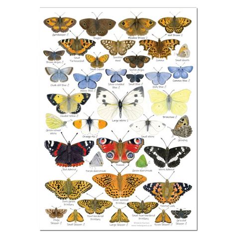 British Butterflies Identification A4 Card Poster