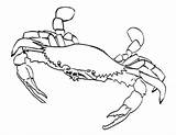 Free Printable Crab Coloring Pages For Kids sketch template