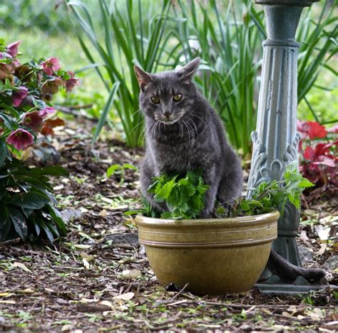 Cats And Catnip Plants: Does Catnip Attract Cats To Your Garden