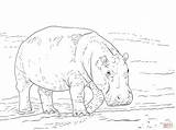 Pygmy Hippopotamus coloring Page  Free Printable Coloring Pages sketch template