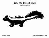 Skunk Striped Coloring Page sketch template