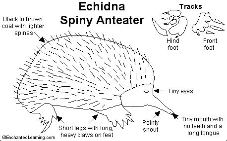 Echidna/Spiny Anteater Printout- EnchantedLearning.com