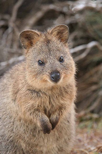 96 best Quokka!!! images on Pinterest | Adorable animals, Animal pictures and Fluffy pets