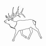 Elk Coloring Images Free Printable Pages  Home sketch template