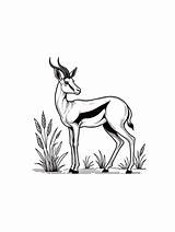 Springbok coloring pages sketch template