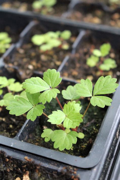 Growing Strawberries from Seed