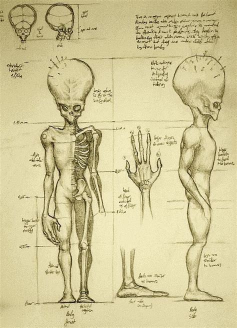 future human evolution theories - Recherche Google | Human evolution, Our planet earth, Evolution