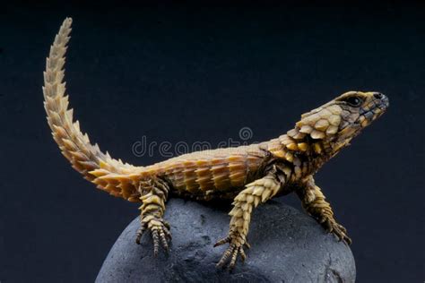 Armadillo Lizard / Cordylus Cataphractus Stock Photo - Image of reptile ...