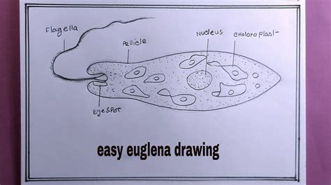 How To Draw Euglena Diagram Euglena Diagram Easily Step By Step Biology ...