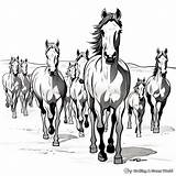 Herd Of Horses Coloring Pages  Free & Printable sketch template