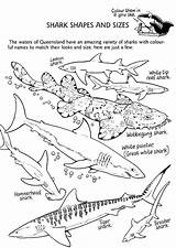 Shark Week Pages Coloring Pages sketch template
