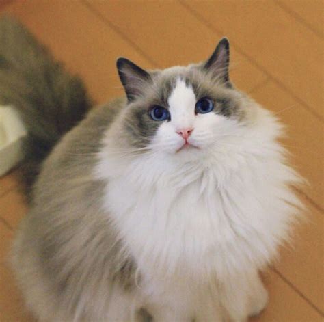 Koleksi Belalang Post: Kucing Ragdoll