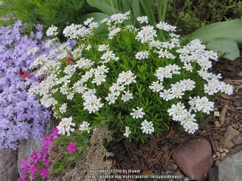 Candytuft white flower plant seed (Pack of 20 Seeds) - Bonsai Plants Nursery