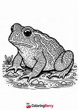 35 Toads Coloring Pages Free PDF Printables sketch template