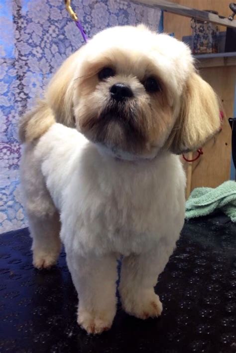 11 best Lhasa apso haircuts images on Pinterest | Pets, Fluffy pets and Cute funny animals