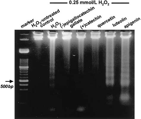 Genomic DNA gel electrophoresis of human umbilical vein endothelial... | Download Scientific Diagram