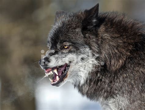 Snarling Black Wolf Stock Photo | Royalty-Free | FreeImages