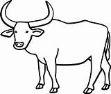 Buffalo Coloring Pages Pdf sketch template