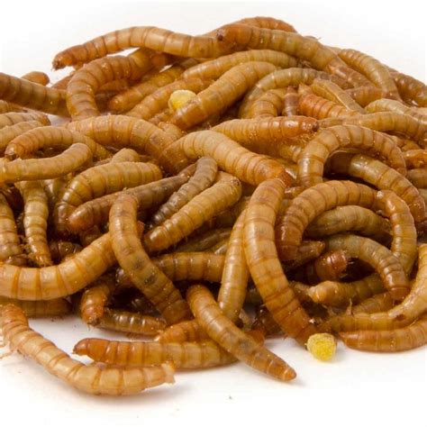 Live Mini Mealworms | CJ Wildlife (UK) | Meal worms, Mealworm farm, Meal worms raising