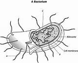 Bacteria Prokaryote Cell Coloring / This Video Looks At The Structure  sketch template