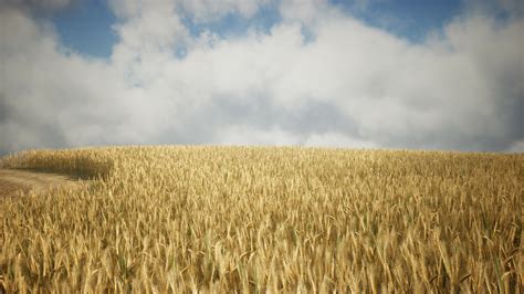 Ripe yellow rye field under beautiful summer sunset sky with clouds ...