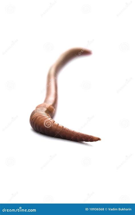 Rain worm stock photo. Image of animals, background, earthworm - 10936568