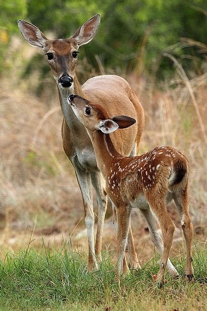 Mother deer and babies - campestre.al.gov.br