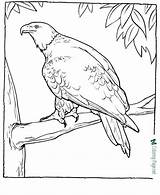 Eagle Coloring Pages sketch template