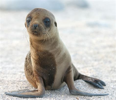 Bestand:Sea Lion Pup.jpg - Wikipedia