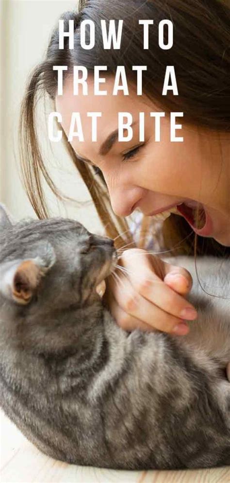 How to Treat a Cat Bite and When to See the Doctor