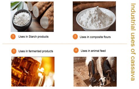 What are the industrial uses of cassava?_Blog