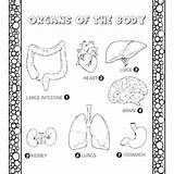 Human Body Organs Coloring Pages For Kids  sketch template