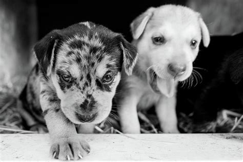 Cutest Terrier Lab Husky Mix Puppies Playing In Dog House Photograph by Alex Grichenko | Fine ...