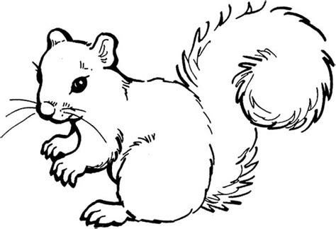 Get This Free Squirrel Coloring Pages for Kids yy6l0