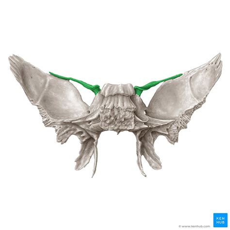 Sphenoid bone: Anatomy, function and development | Kenhub