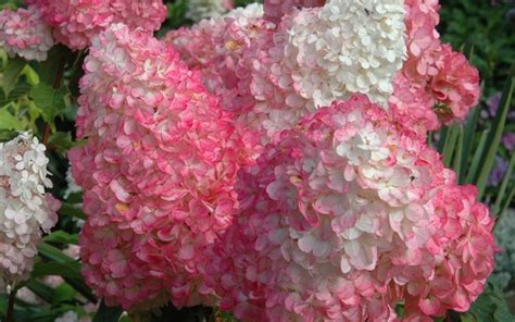 Pinky Winky Hydrangea - Hydrangea paniculata 'Pinky Winky' - 3 Gallon - Shrub, Tree - Flowering ...